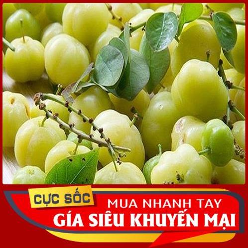 Trái Chùm Ruột tươi Oganic 1kg Thảo Dược Ngọc Ánh