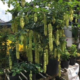 Cây hoa Huyền Trân Công Chúa