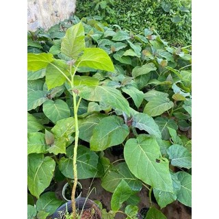 Cây giống cà chua thân gỗ