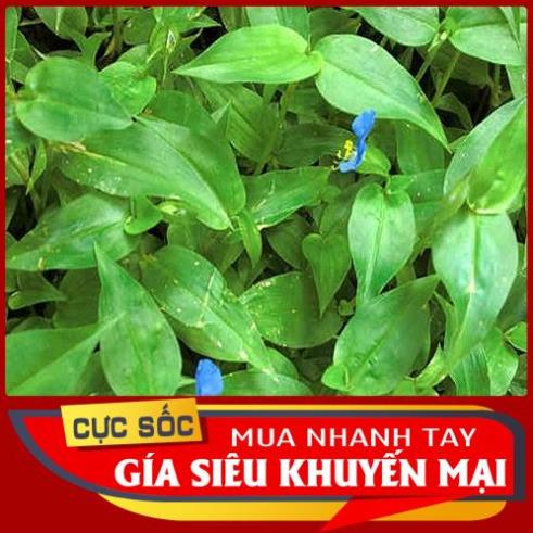 Rau Trai tươi (Cây Thài Lài) 1kg - Thảo Dược Ngọc Ánh