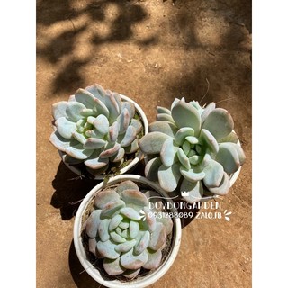 cây sen đá monroe mon đà lạt_🌱hàng sẵn