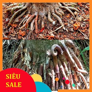 Rễ Cây Cau tươi (Rễ Cau tươi) 1kg