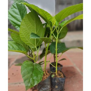 CÂY GIỐNG VẢ MẬT (quả ngõa)