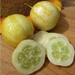 Hạt giống dưa chuột chanh Mỹ siêu quả F1