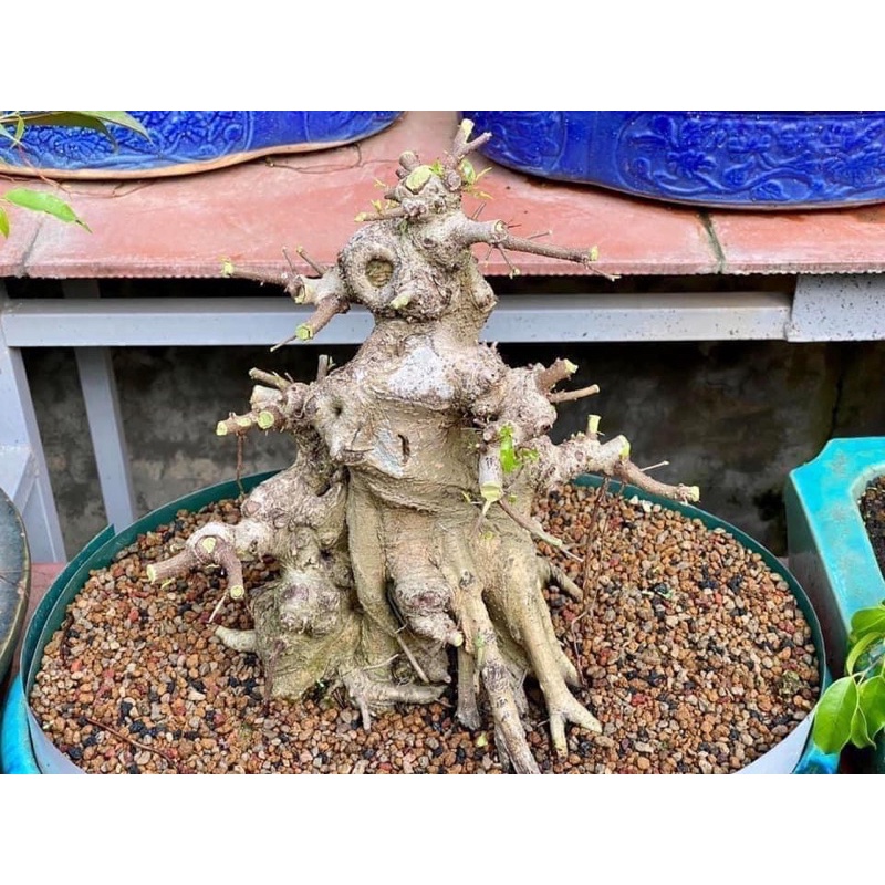 Promix - hỗn hợp chất trồng bonsai