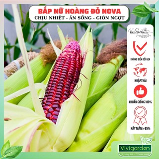 Gói 50 hạt giống bắp NỮ HOÀNG ĐỎ NOVA chĩnh hãng Novaseed ăn sống, giàu dinh dưỡng, chịu nhiệt tốt và cực dễ trồng