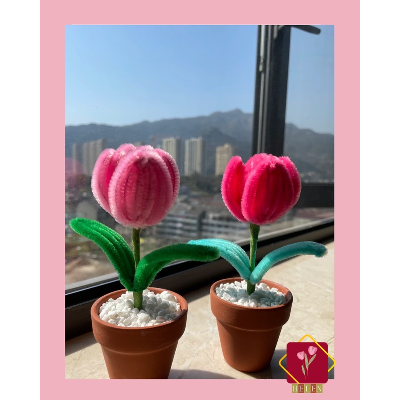 Chậu hoa Tuylip để bàn trang trí, decor, làm quà tặng