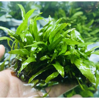 Cây Dương Sỉ Lá Hẹp dòng cây thủy sinh dễ trồng không cần co2