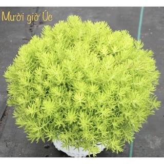 1 cành Mười giờ Úc- sam Thái tạo thảm xanh mát quanh năm