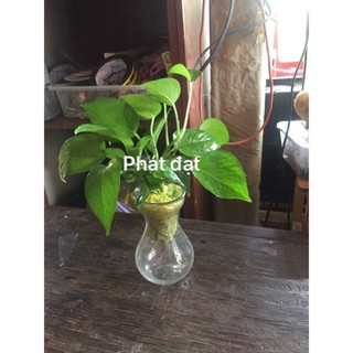 Trầu bà thái thuỷ sinh