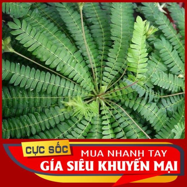 Lá Me tươi 1kg [Thảo Dược Ngọc Ánh]