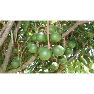 cây mắc ca giống ghép siêu sớm (được kiểm tra hàng)