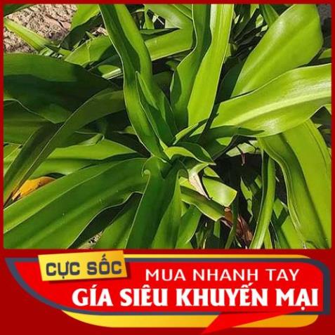 Lá Đại Tướng Quân tươi 1kg