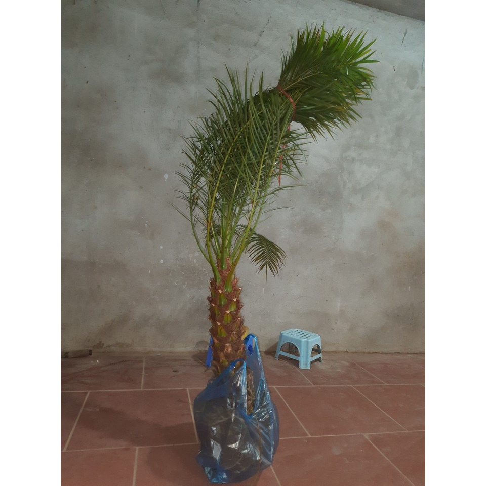 CÂY TRÀ LÀ CAO 1M5