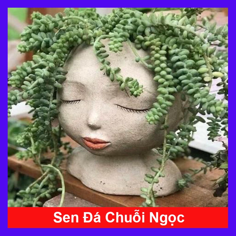 Sen Đá Chuỗi Ngọc - cây cảnh đẹp