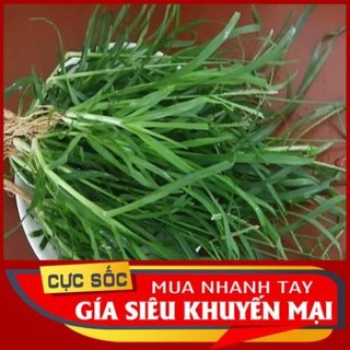 Cỏ Mần Trầu tươi 1kg [Thảo Dược Ngọc Ánh]