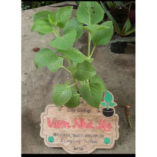 Cây húng chanh ( tần lá dày) 1 bầu 2 cây giống