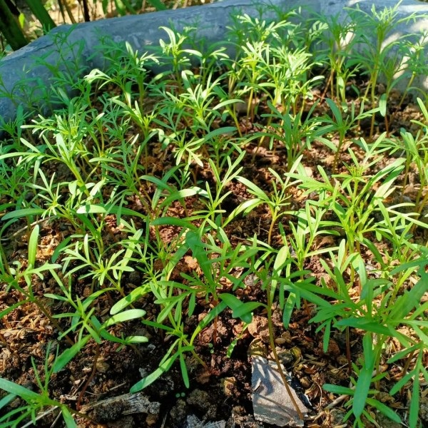HẠT GIỐNG HOA SAO NHÁI, HOA THỌ TÂY MIX MÀU # HẠT GIỐNG NHANH NẢY MẦM_HOA ĐẸP, LÂU TÀN