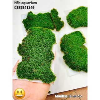Rêu minifiss lá nước trải thảm nền , kích thước khoảng 10x10cm