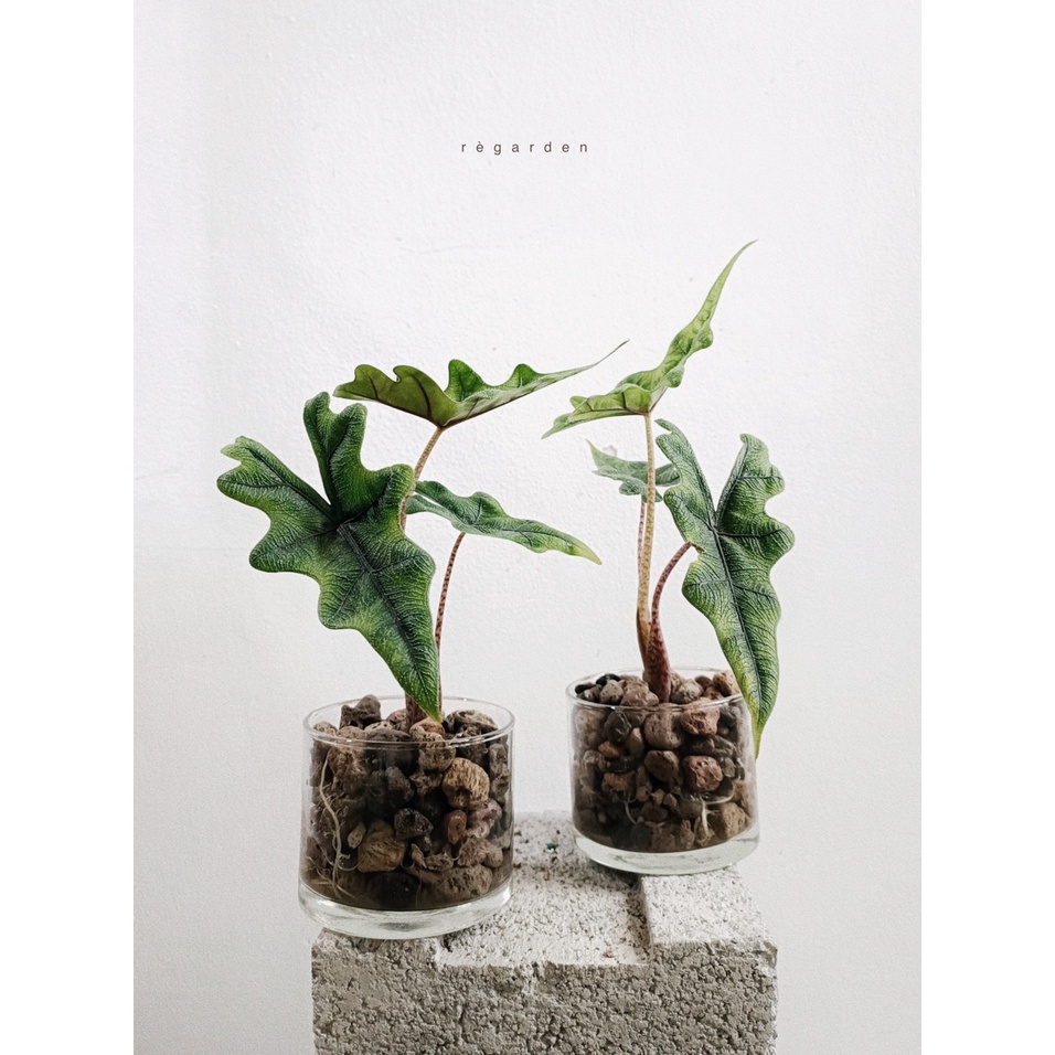 Cây họ Môn - Alocasia Jacklyn trồng thuỷ sinh dễ chăm