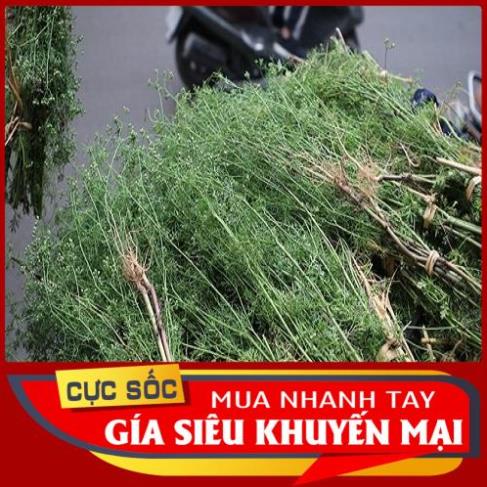 500gr Cây Ngò Già tươi - Thảo Dược Ngọc Ánh