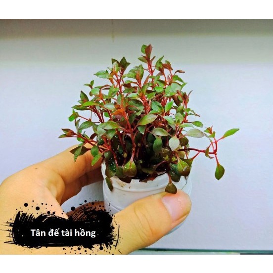 Combo 20 ngọn Cây thủy sinh tân đế tài hồng