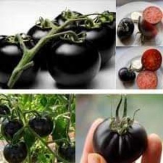 Hạt giống cà chua cherry đen - cà chua bi - cà chua đen