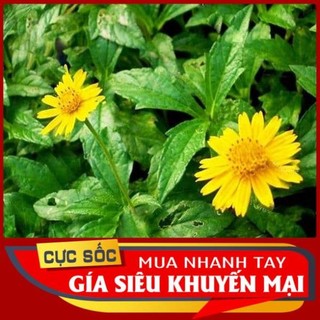 1kg Cây Xoài Đất tươi.cỏ lá xoài tắm em bé