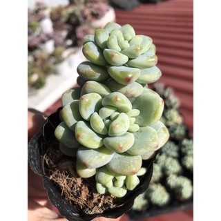 Sen đá sỏi thiên thanh size bầu lỗi 1 đổi 1