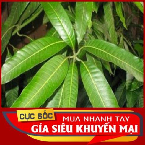 1kg là xoài tuoi hàng có sẵn, giá tại vườn Xoài [Thảo Dược Ngọc Ánh]
