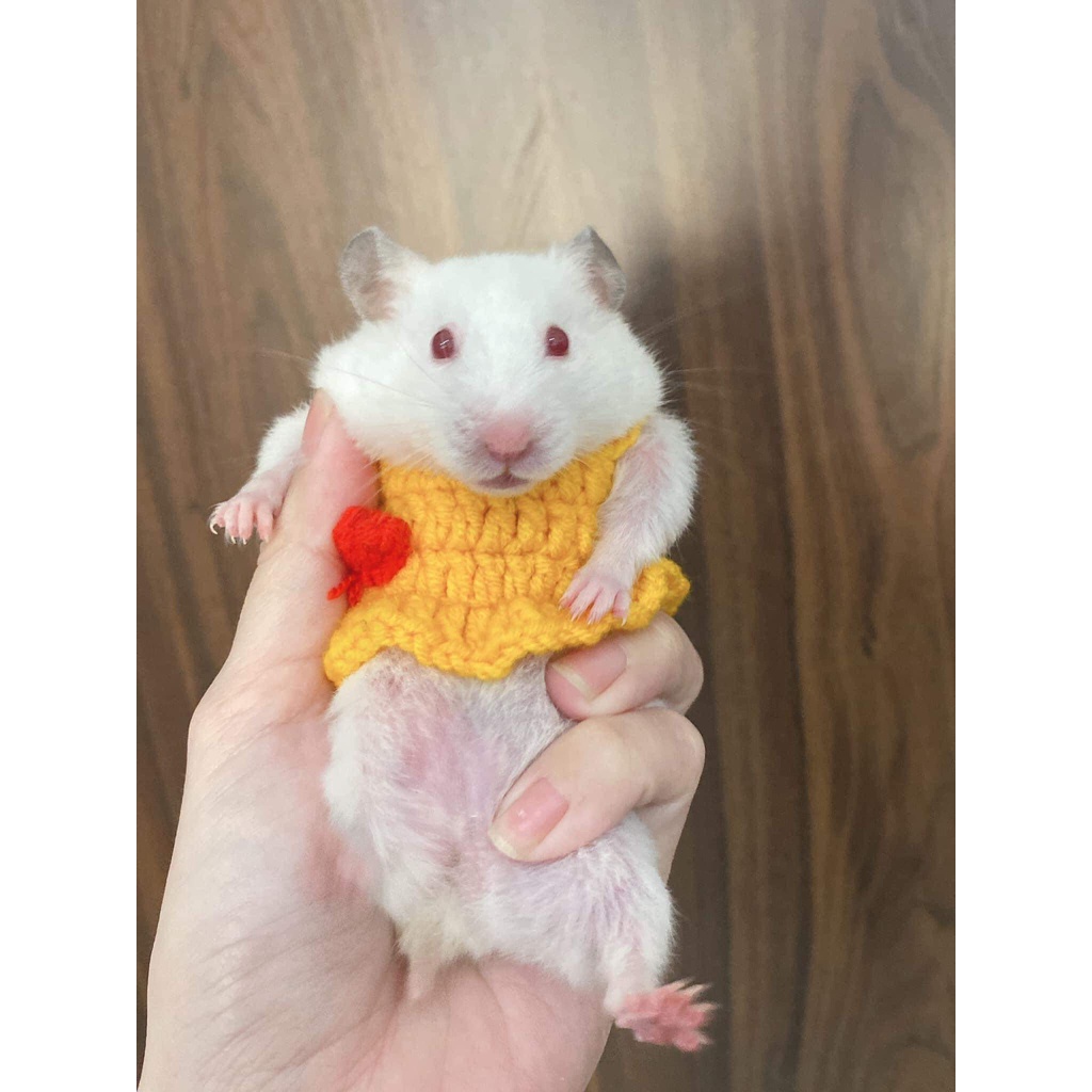Mũ nón , váy áo cho chuột Hamster