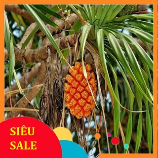 Rễ cây dứa dại tươi 1kg