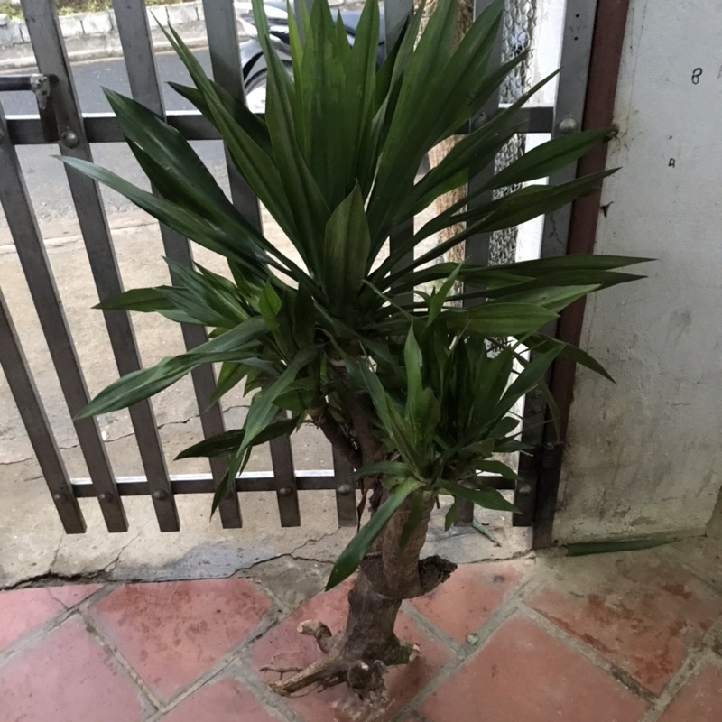 Cây phát tài núi đa thân