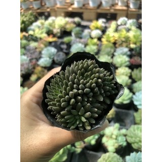 sen đá các loại ( bầu nhỏ )