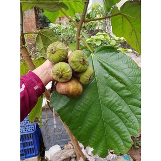 CÂY GIỐNG VẢ MẬT (quả ngõa)