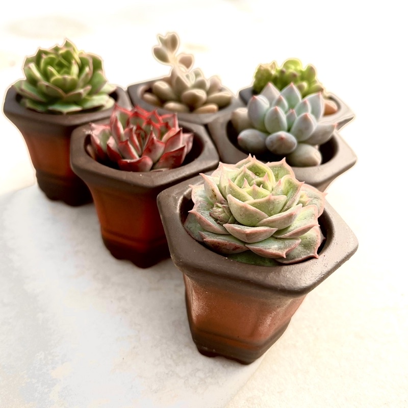 Sen Đá Đà Lạt mini size 3cm + 1 chậu đất nung  thêm giá thể trồng cây