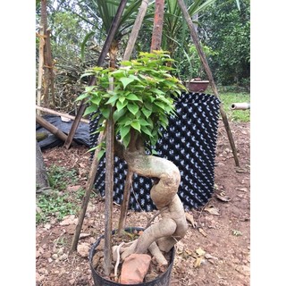 Phôi hoa giấy mỹ