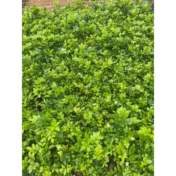 Giống Nguyệt Quế hoa trắng- mua 5 tặng 1Cây nhỏ