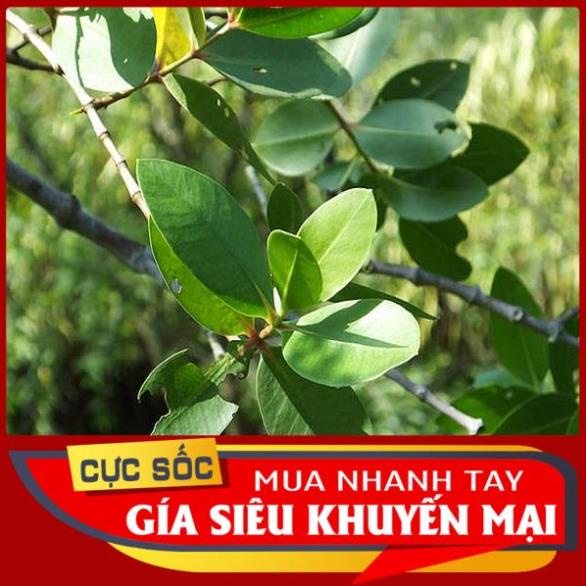 Lá cây Bần tươi 1kg