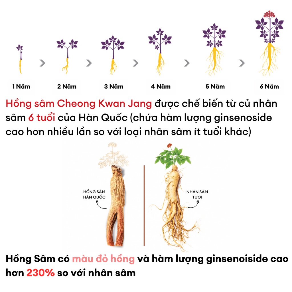 Cao Hồng Sâm Nhung Hươu Dạng Gói Cheon Nok KGC Cheong Kwan Jang (10g x 30 gói) - Thương Hiệu Chính Phủ Hàn Quốc