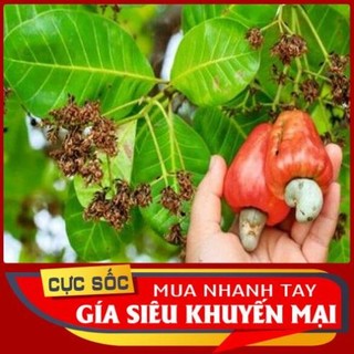 1kg Lá Điều Đỏ tươi hỗ trợ điều trị tiểu đường - Thảo Dược Ngọc Ánh