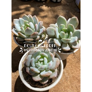 cây sen đá monroe mon đà lạt_🌱hàng sẵn