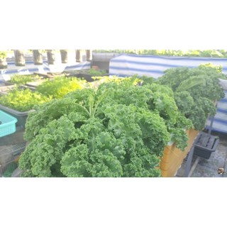 [HCM] Cải xoăn Kale Việt Thái 2g
