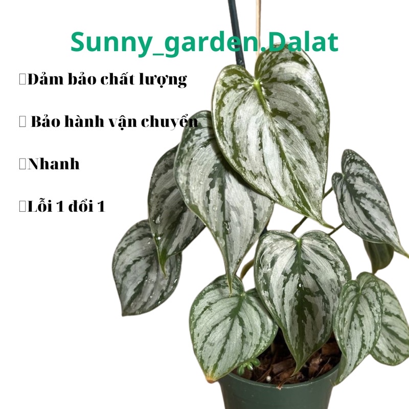 Chậu cứng Philodendron brandtianum