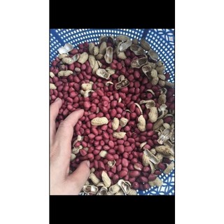 LẠC ĐỎ TÂY BẮC