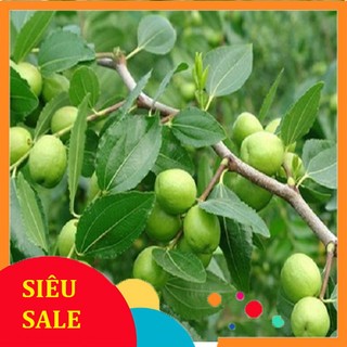 Lá Táo tươi 1kg