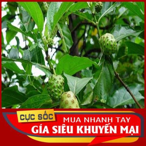 Lá Nhàu Tươi 1kg