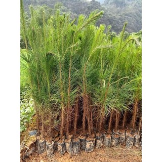 100gram hạt giống cây thông 2 lá
