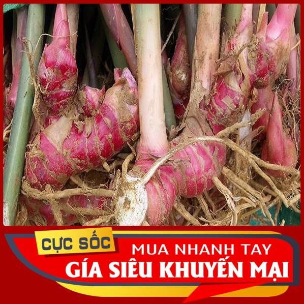 1kg Củ Riềng Đỏ tươi (Củ Dong Riềng Đỏ) - Hàng có sẵn, giá tại vườn [Thảo Dược Ngọc Ánh]