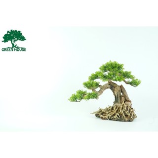 Lũa bonsai tán nhựa, lũa thủy sinh trang trí hồ cá, hồ thủy sinh